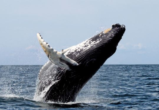 Breaching Humpback Whale off VA Beach Paving Pros VA Beach, VA